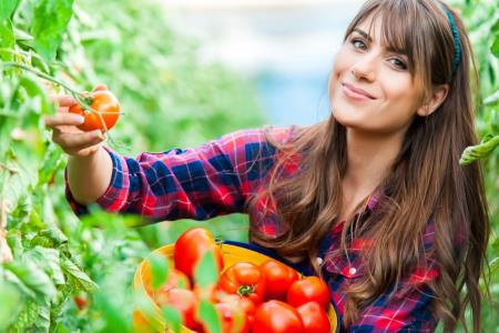 Warum ist der Sommer die perfekte Zeit, um jeden Tag Tomaten zu essen